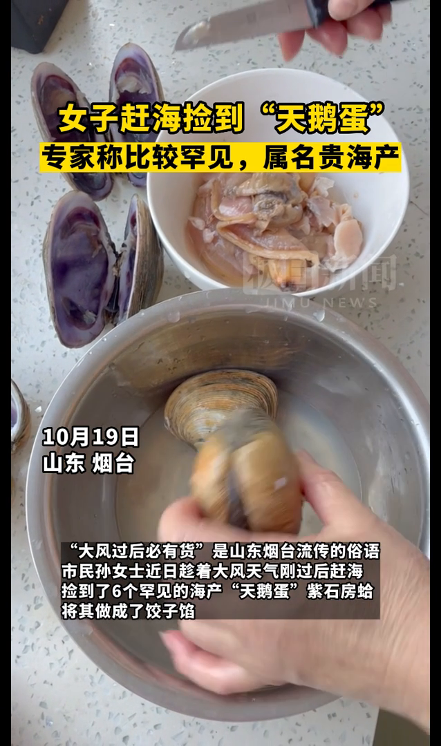 「视频」女子赶海捡到“天鹅蛋”,专家:比较罕见,属名贵海产