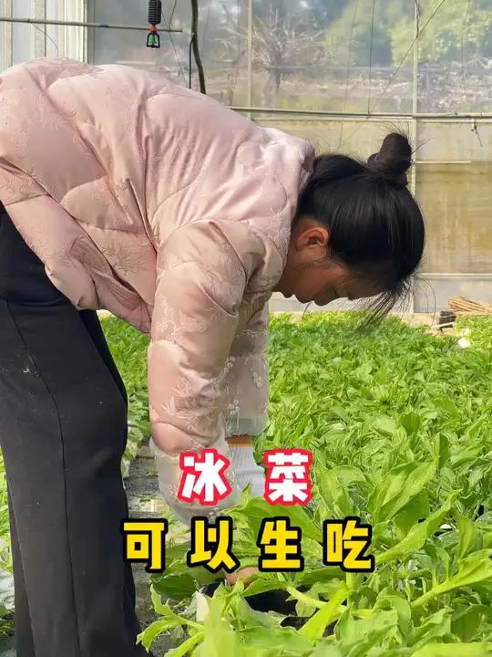 当我种了冰菜后,贵族蔬菜的价格就被我打下来了