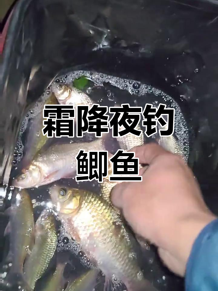 苏州霜降后夜钓鲫鱼,放生小鱼待明年再钓