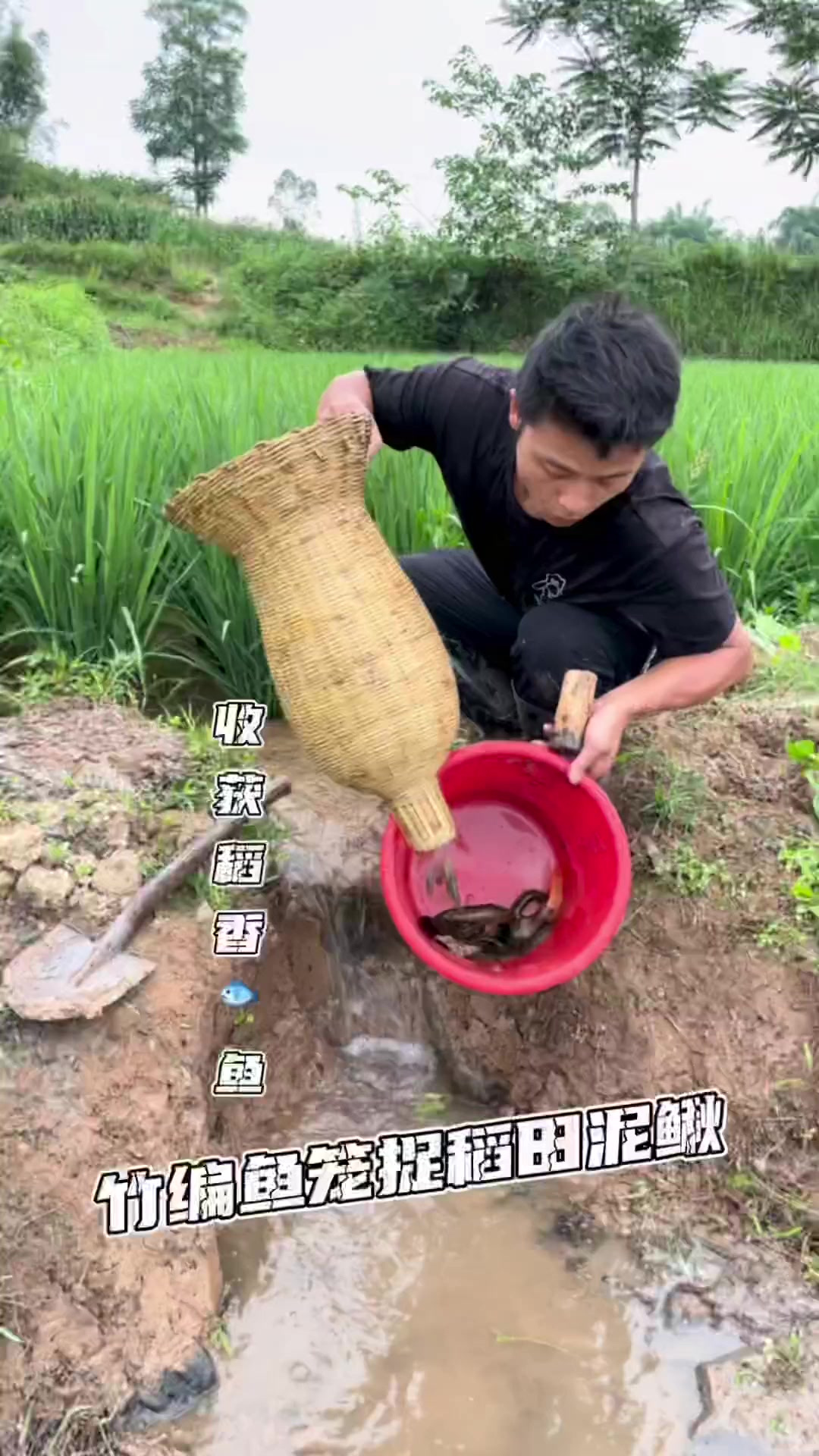 没想到竹编鱼笼这么管用，捉了好多泥鳅