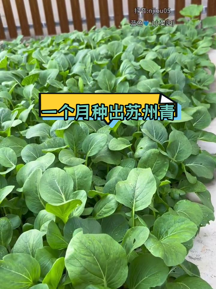 苏州青种植全攻略,阳台小院轻松搞定