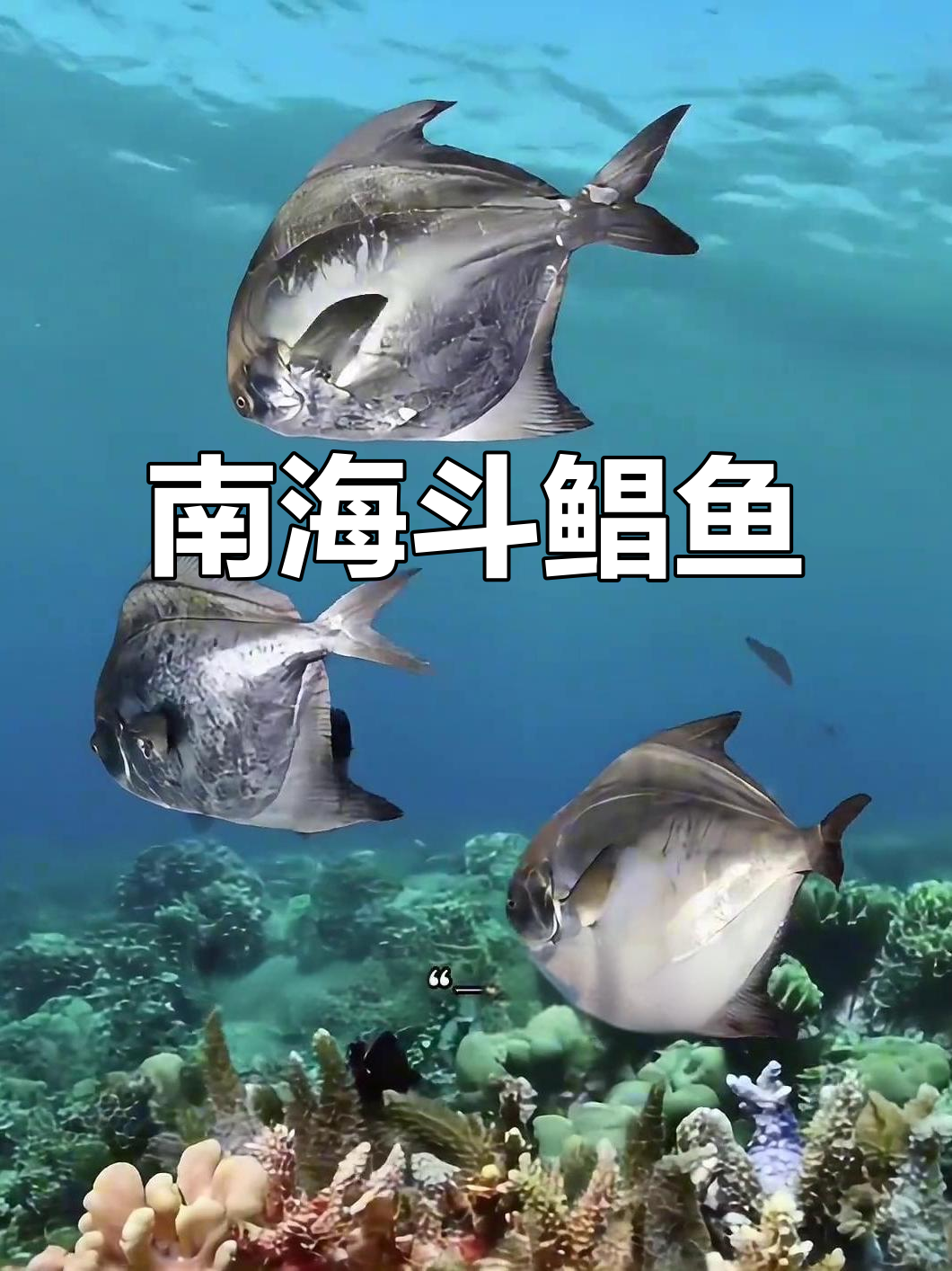 斗鲳鱼:南海巨无霸,秋冬最肥美!