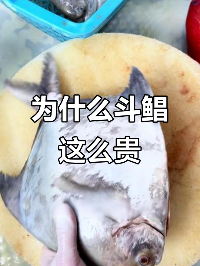 斗鲳鱼为何能卖高价?肉质鲜美,无法养殖的秘密