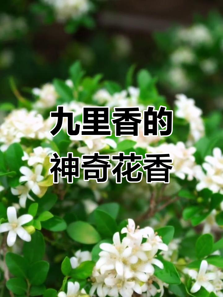 九里香:香气四溢,驱蚊又助眠