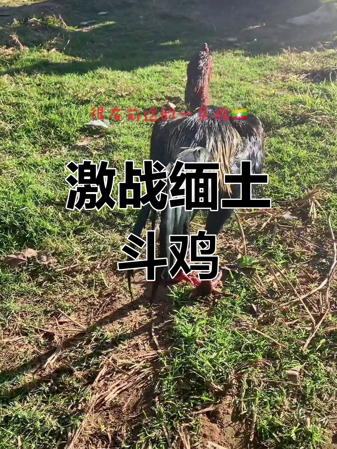 缅土斗鸡激烈对决,脖子嫩毛未干就开打!