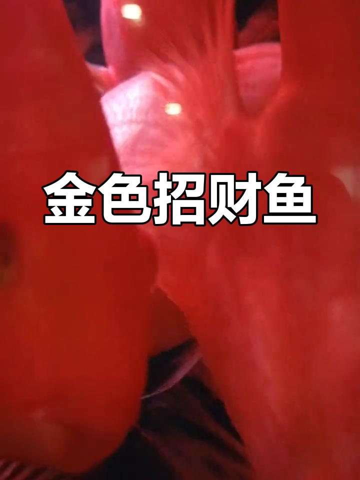 招财鱼:富贵与吉祥的化身,金碧辉煌的美感