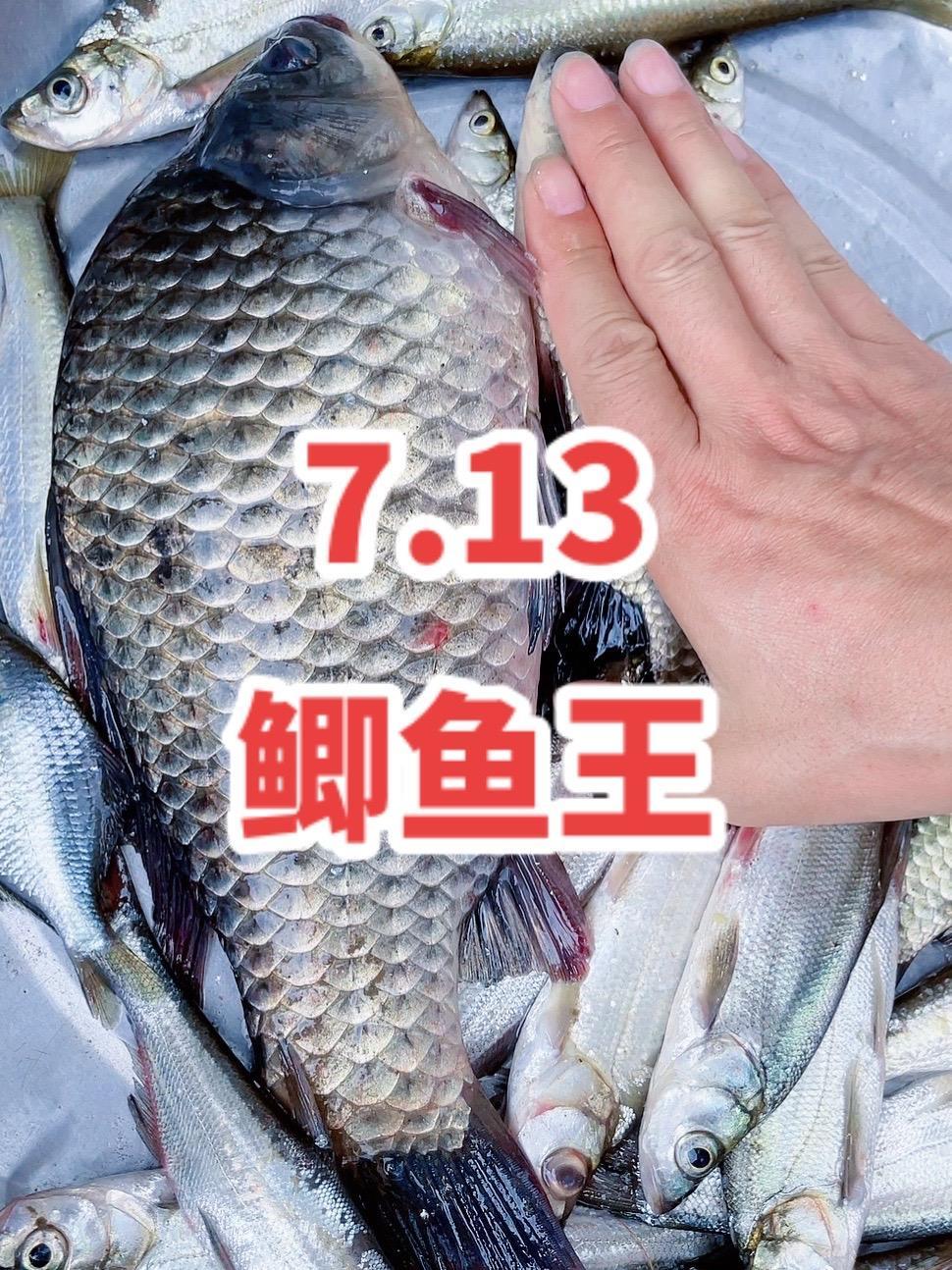 这个鲫鱼屏幕都装不下！切线、爆竿鱼情有点狂躁。升钟湖 野钓大将军钓友汇 鲫鱼王