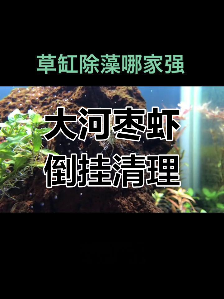 大和沼虾的生存与清洁行为