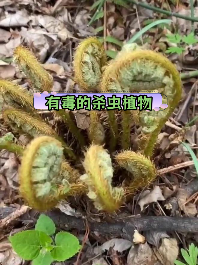 野鸡膀子:鳞毛蕨科植物的独特功效
