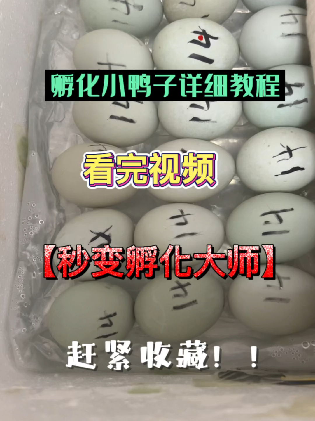 孵化小鸭子详细教程来了