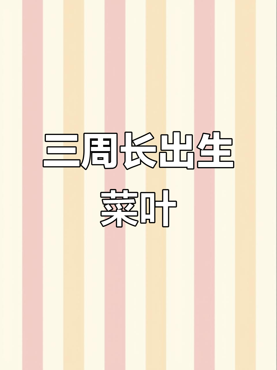 生菜叶子终于长出来了，三周辛苦换来成果