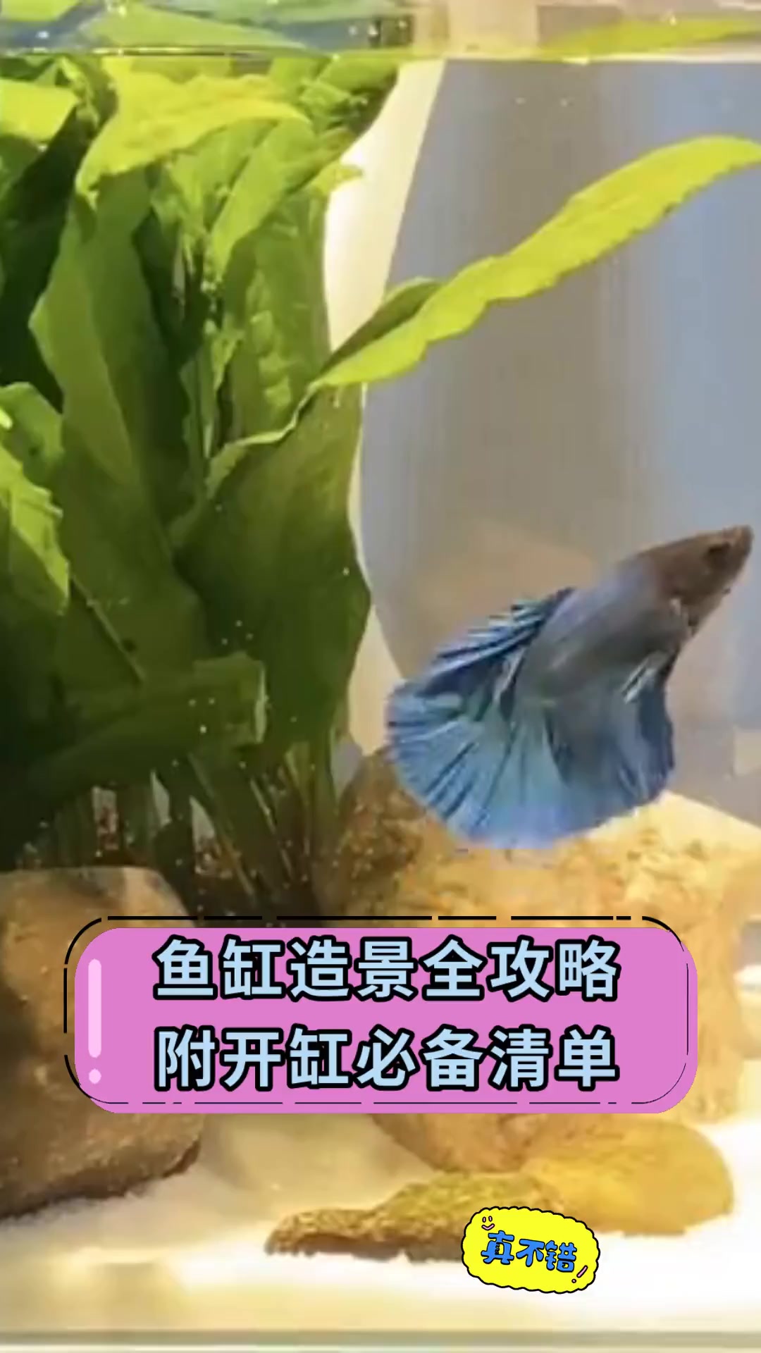 鱼缸造景全攻略附开缸必备清单