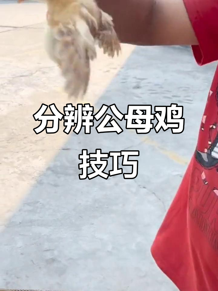 公鸡母鸡怎么分?看这些特征一学就会