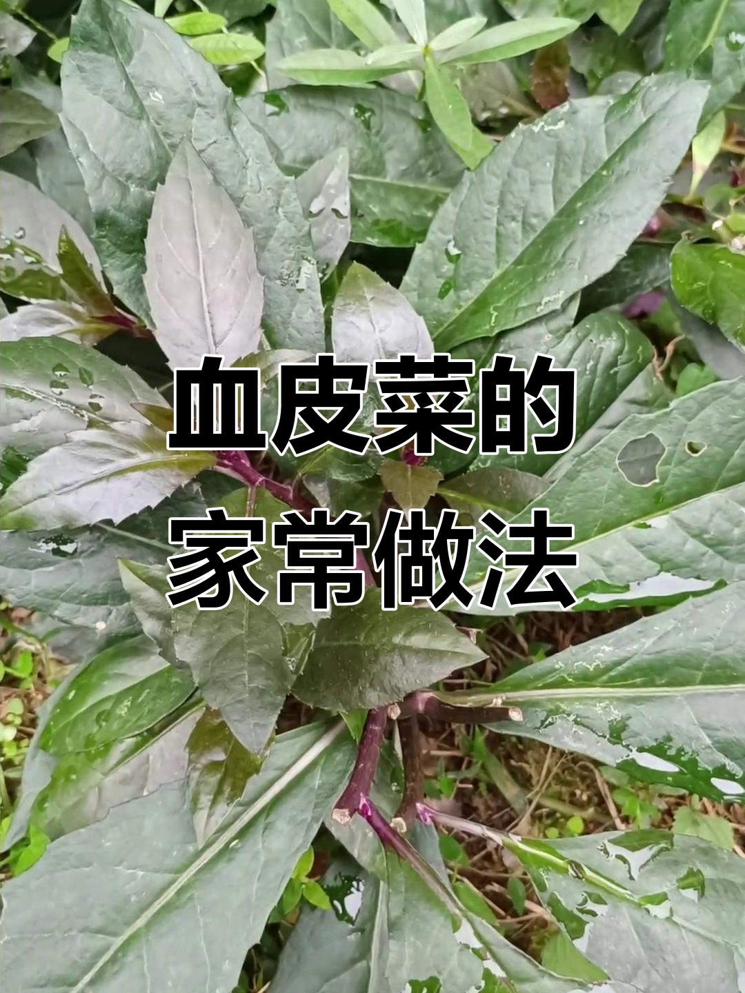 红凤菜,血皮菜的家乡味!你吃过吗?怎么炒才好吃?