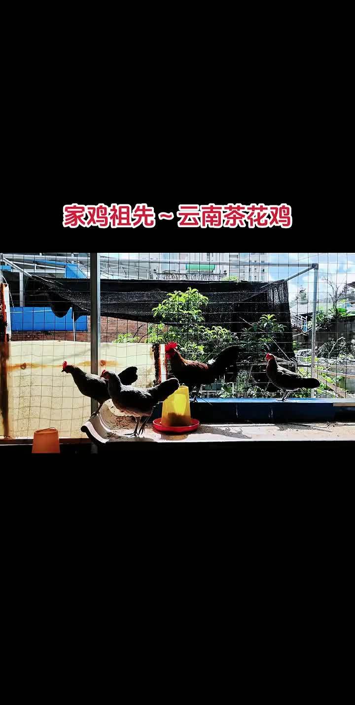 原创视频 养殖 养鸡 农村散养土鸡 茶花鸡