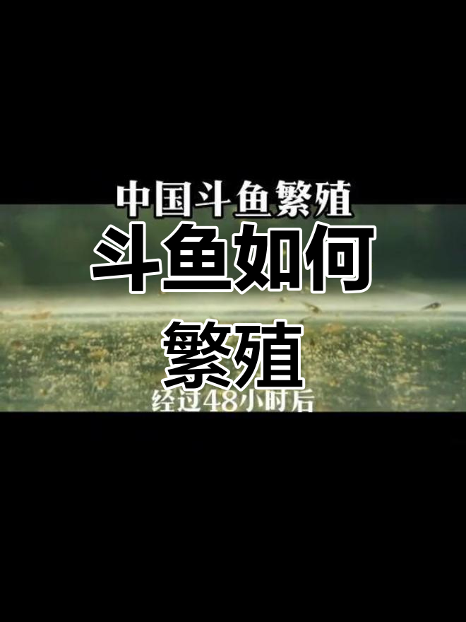 中国斗鱼繁殖过程全解析