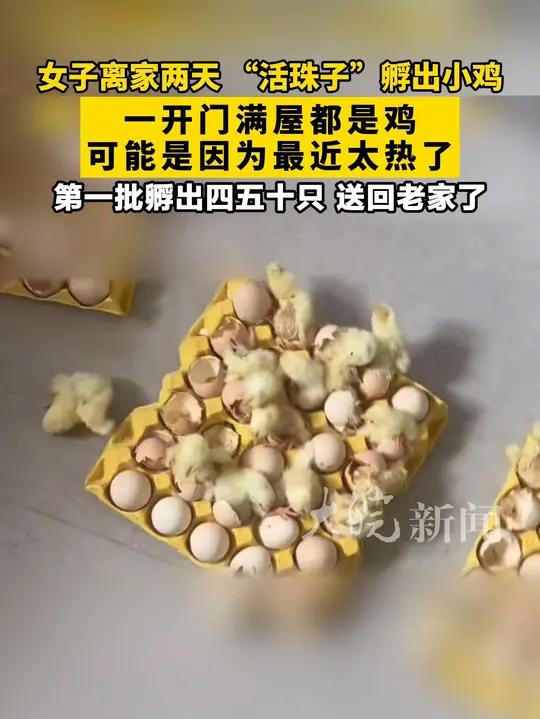 女子离家两天 “活珠子”孵出小鸡 一开门满屋都是鸡,可能是因为最近太热了 第一批孵出四五十