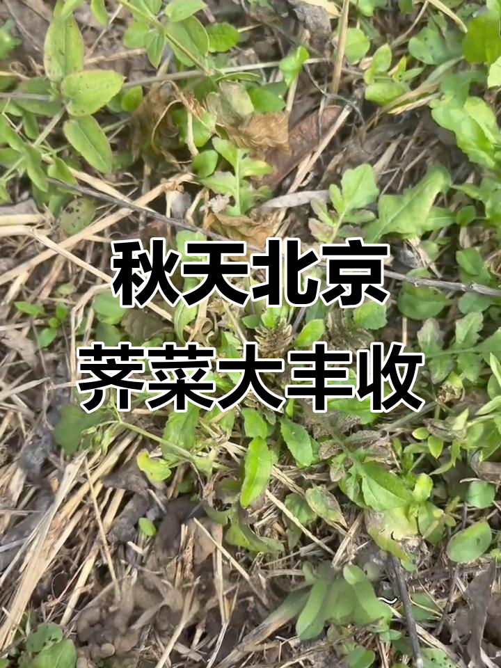 北京秋天的荠菜，十月底依然丰盈，周末挖不完