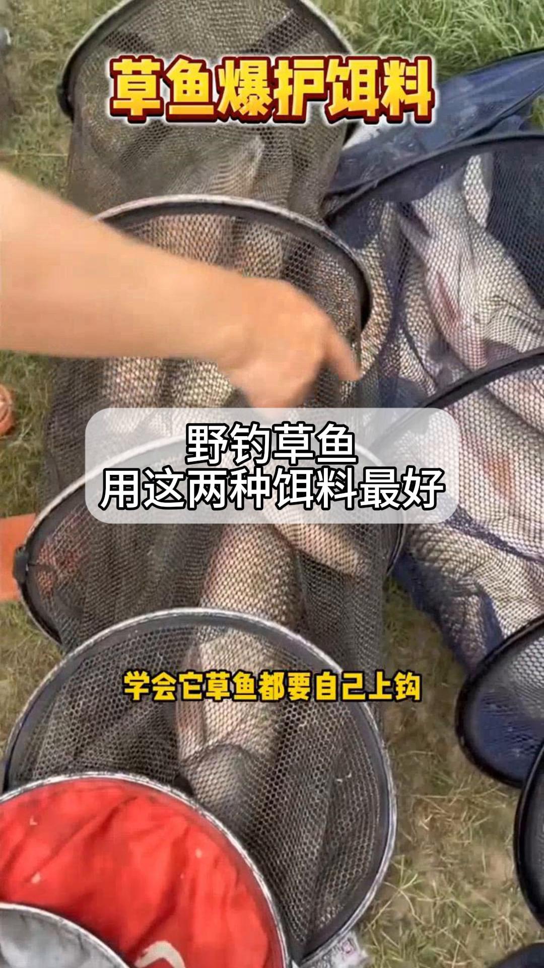 野钓草鱼,用这两种饵料最好