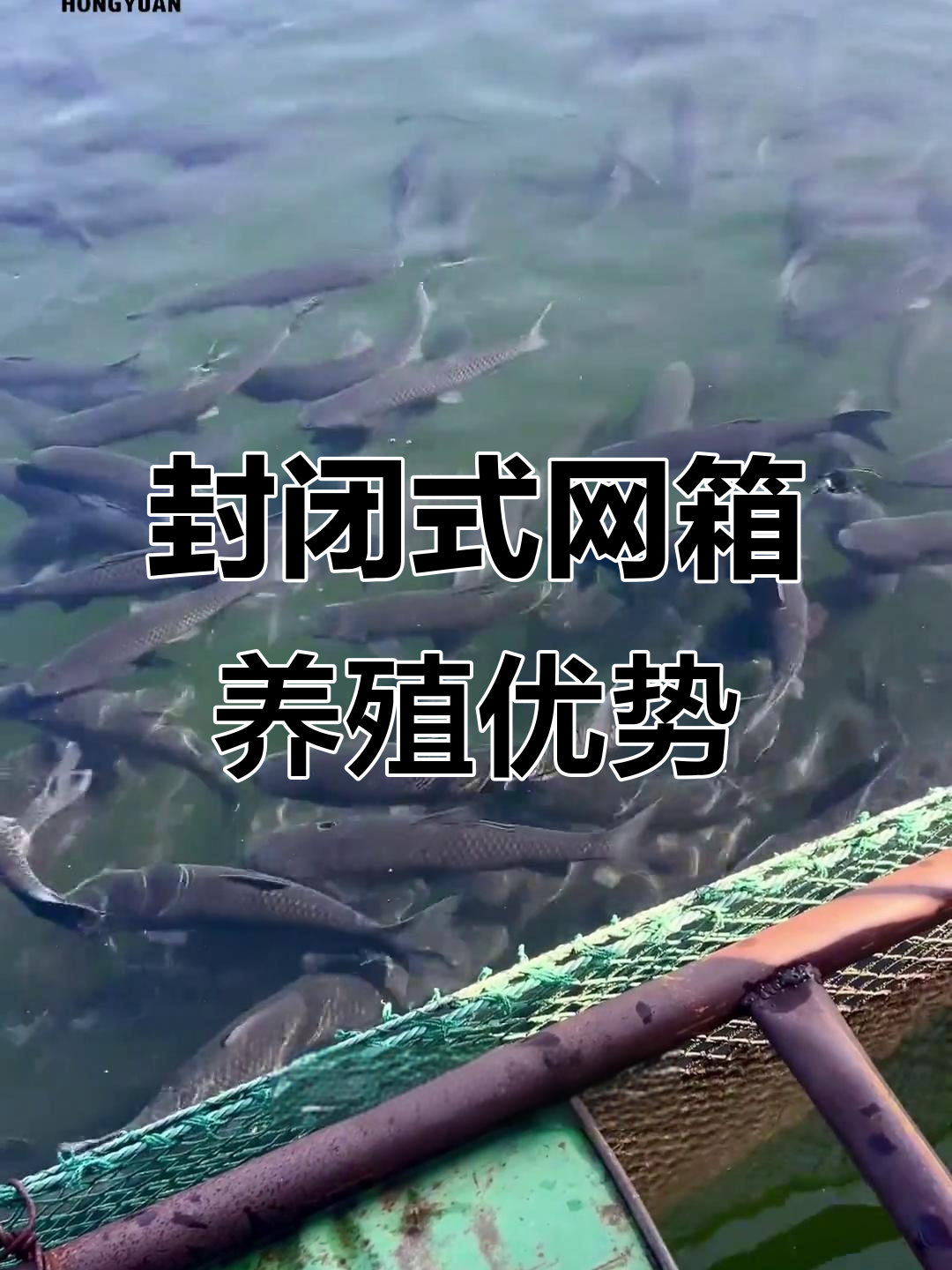 网箱养鱼新突破:高效、健康又环保