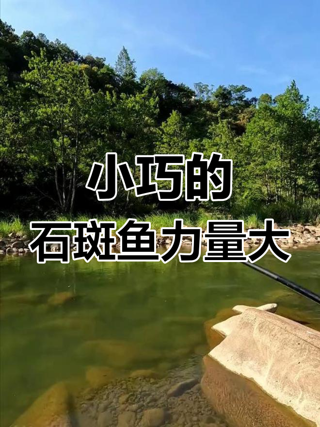 溪流钓石斑鱼,小而力道惊人!