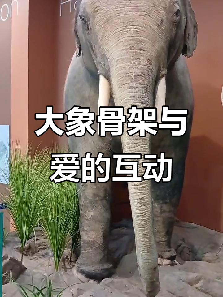 亚洲大象骨架揭秘,妹妹的爱心回应