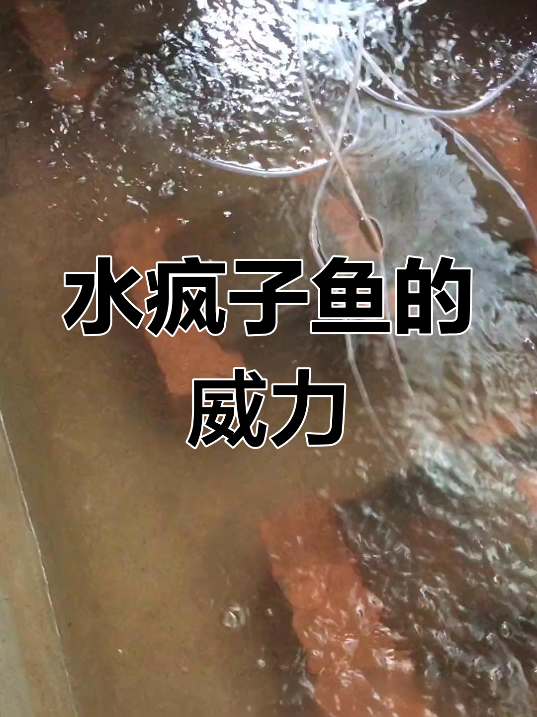 水疯子鱼太猛了,被它折一下简直受不了!