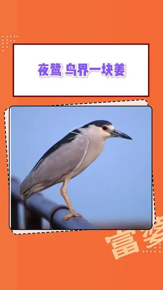 中华田园企鹅,动物界掌管cosplay的神