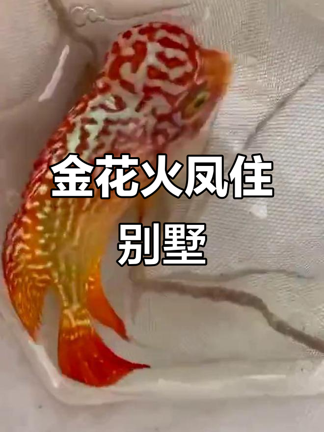 泰国赛级金花火凤,别墅里的罗汉鱼传奇