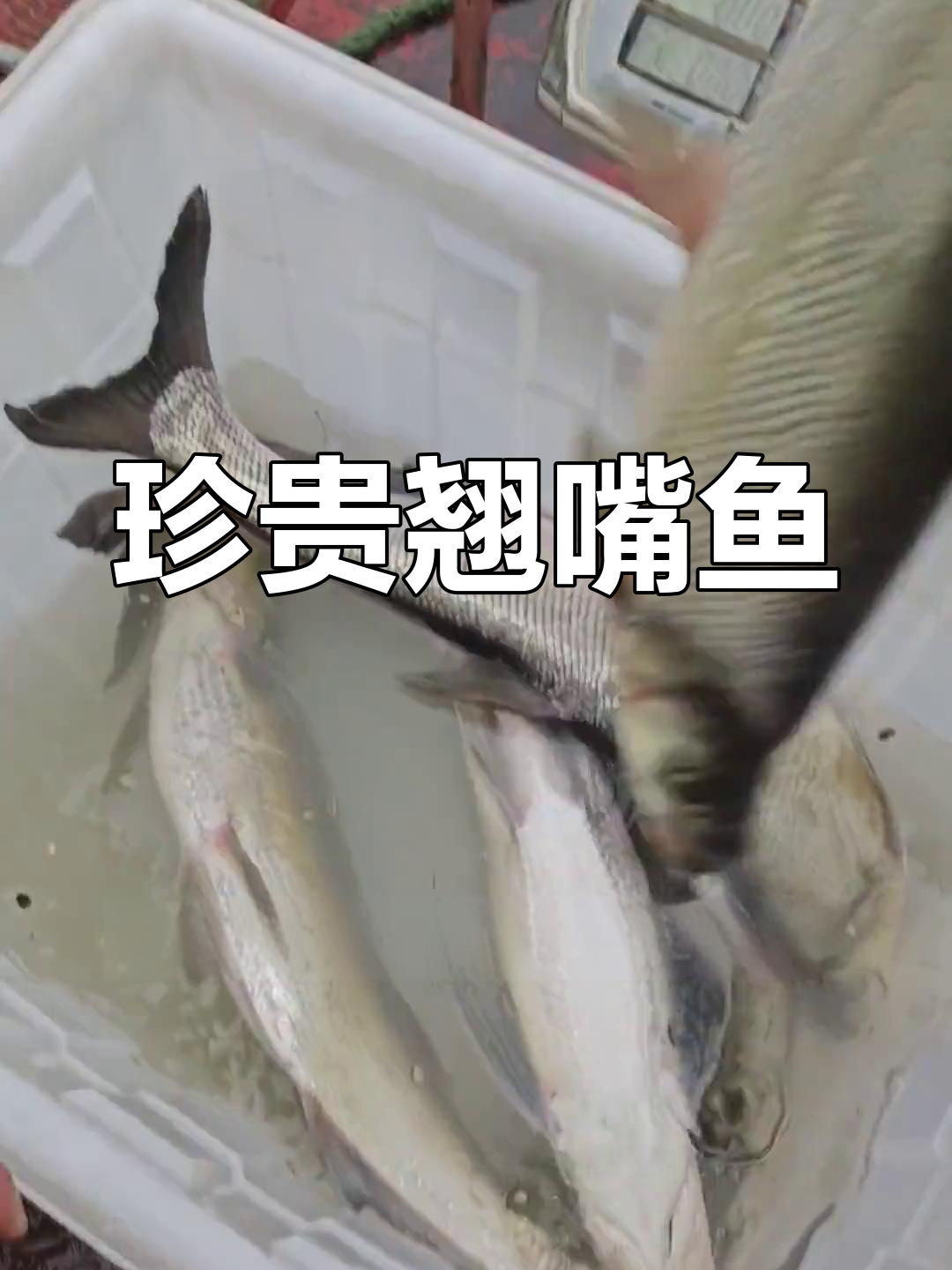 翘嘴鱼,肉质鲜美,营养丰富,市场价格不菲