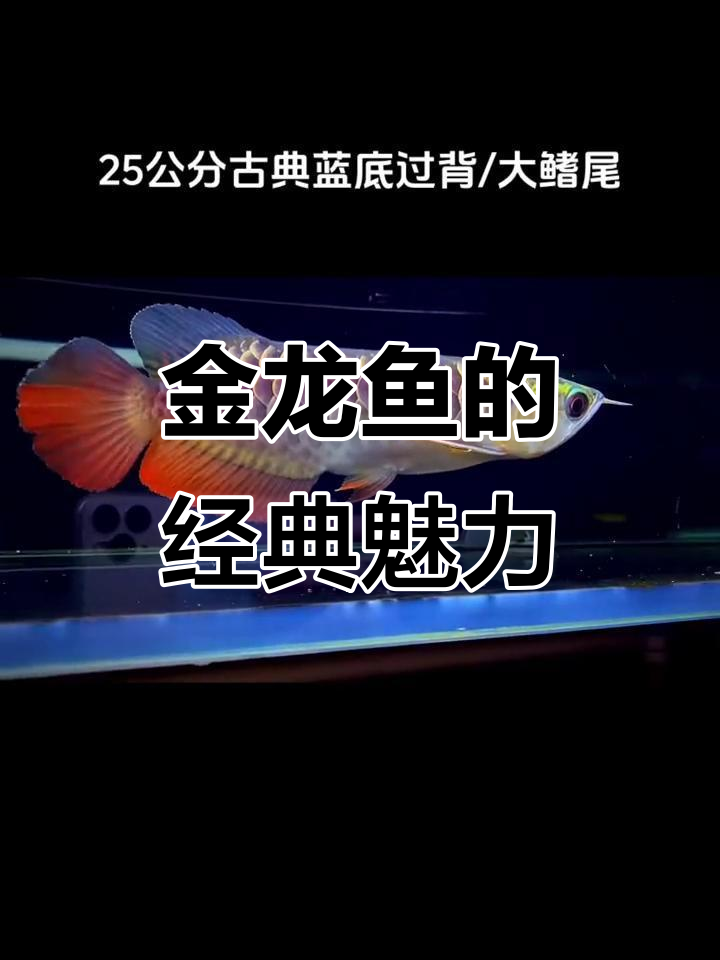 蓝底过背金龙鱼,古典之美尽显