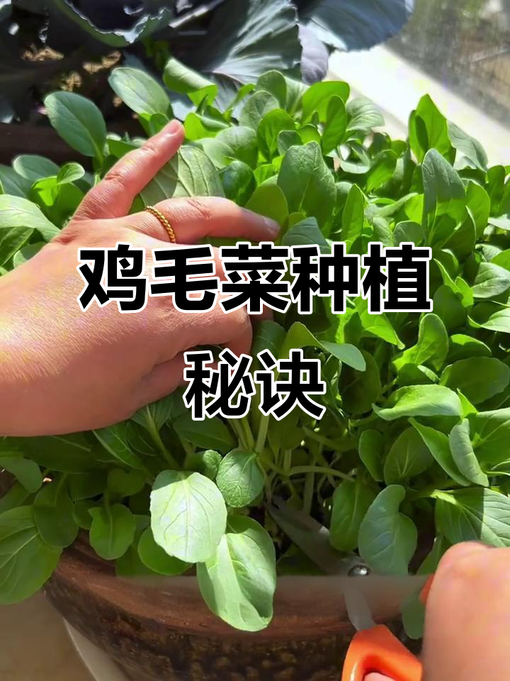 鸡毛菜种植全纪录,快速收获三茬,四季皆宜