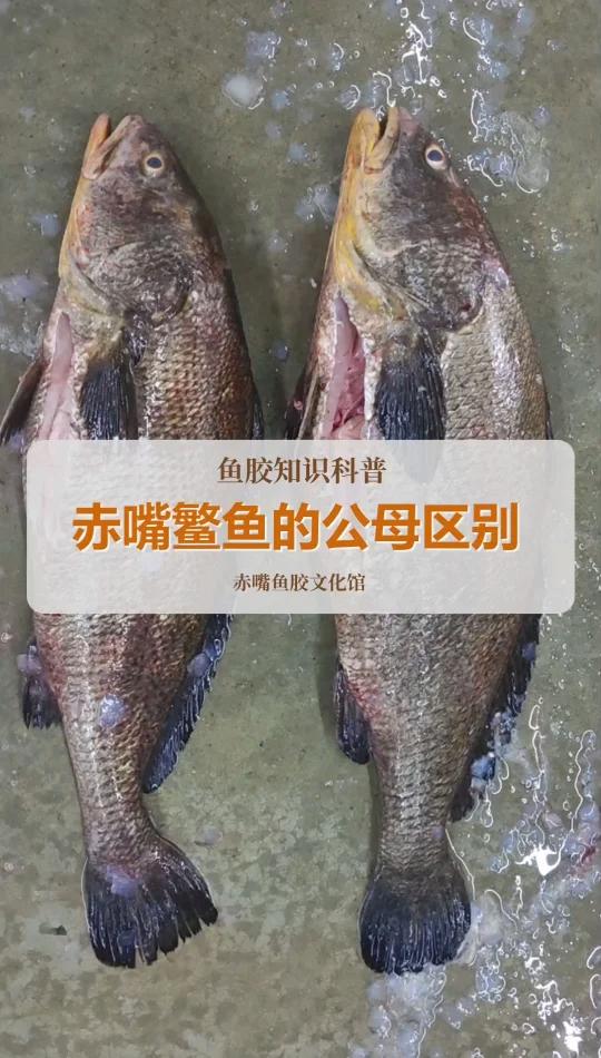 本港赤嘴鳘鱼公母区别!