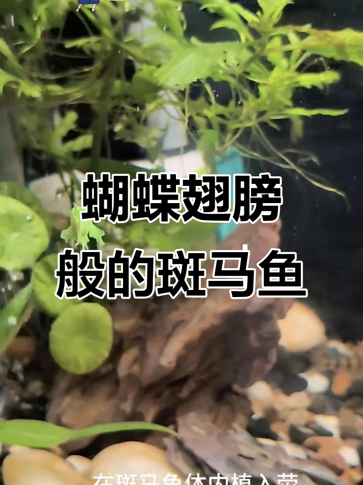 翡翠蝶翼斑马鱼:美丽与温和的完美结合