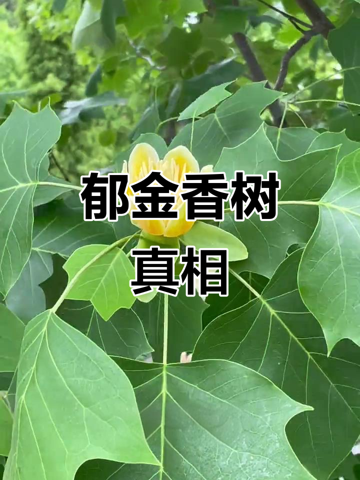 鹅掌楸:叶片像黄马褂,果实竟是这样!