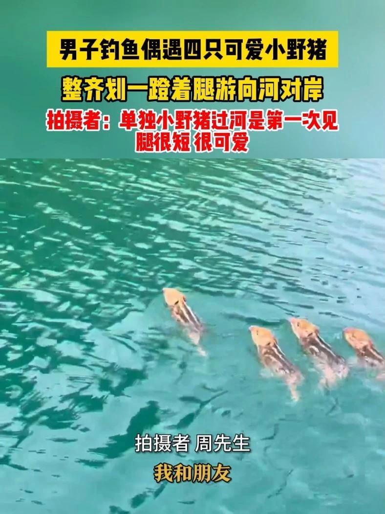 男子钓鱼偶遇四只可爱小野猪 整齐划一蹬着腿游向河对岸 拍摄者:单独小野猪过河是第一次见 腿