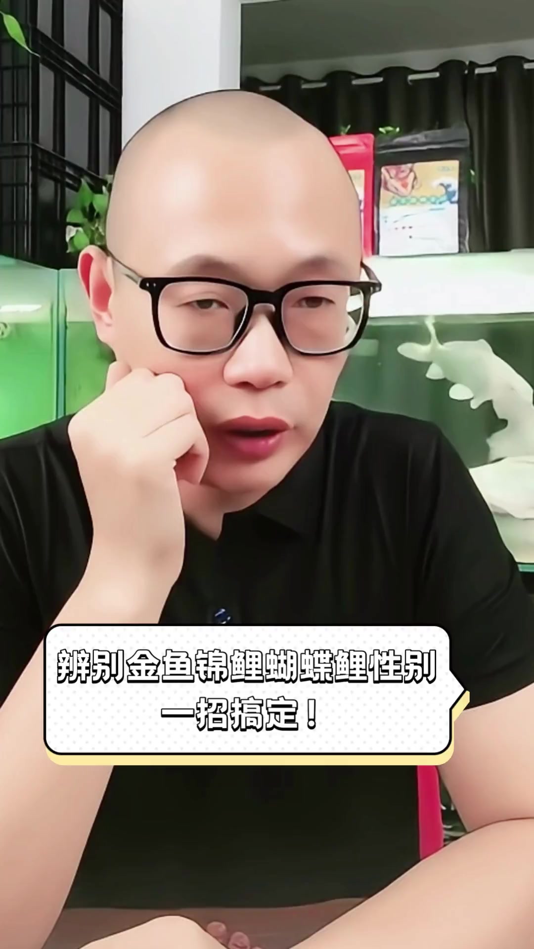 辨别金鱼锦鲤蝴蝶鲤性别,一招搞定!