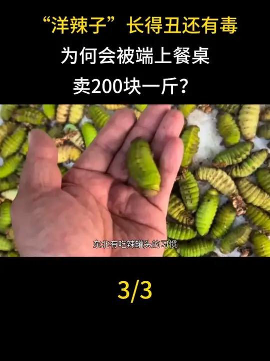 “洋辣子”长得丑还有毒，为何会被端上餐桌，卖200块一斤？