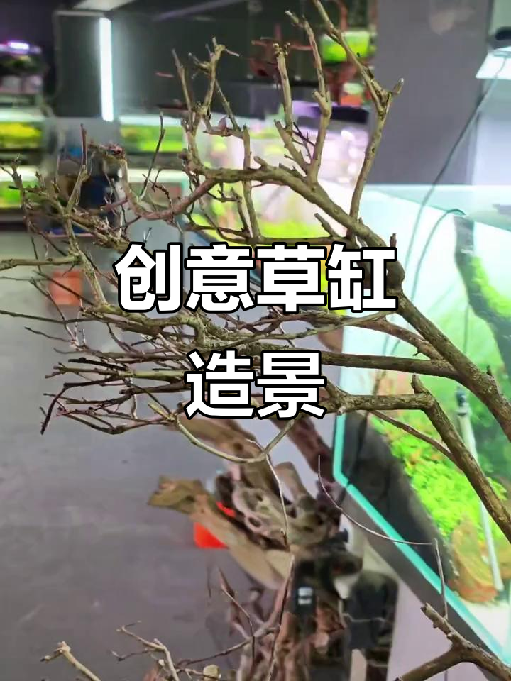 小区绿化枝条做草缸造景,效果竟然这么惊艳!