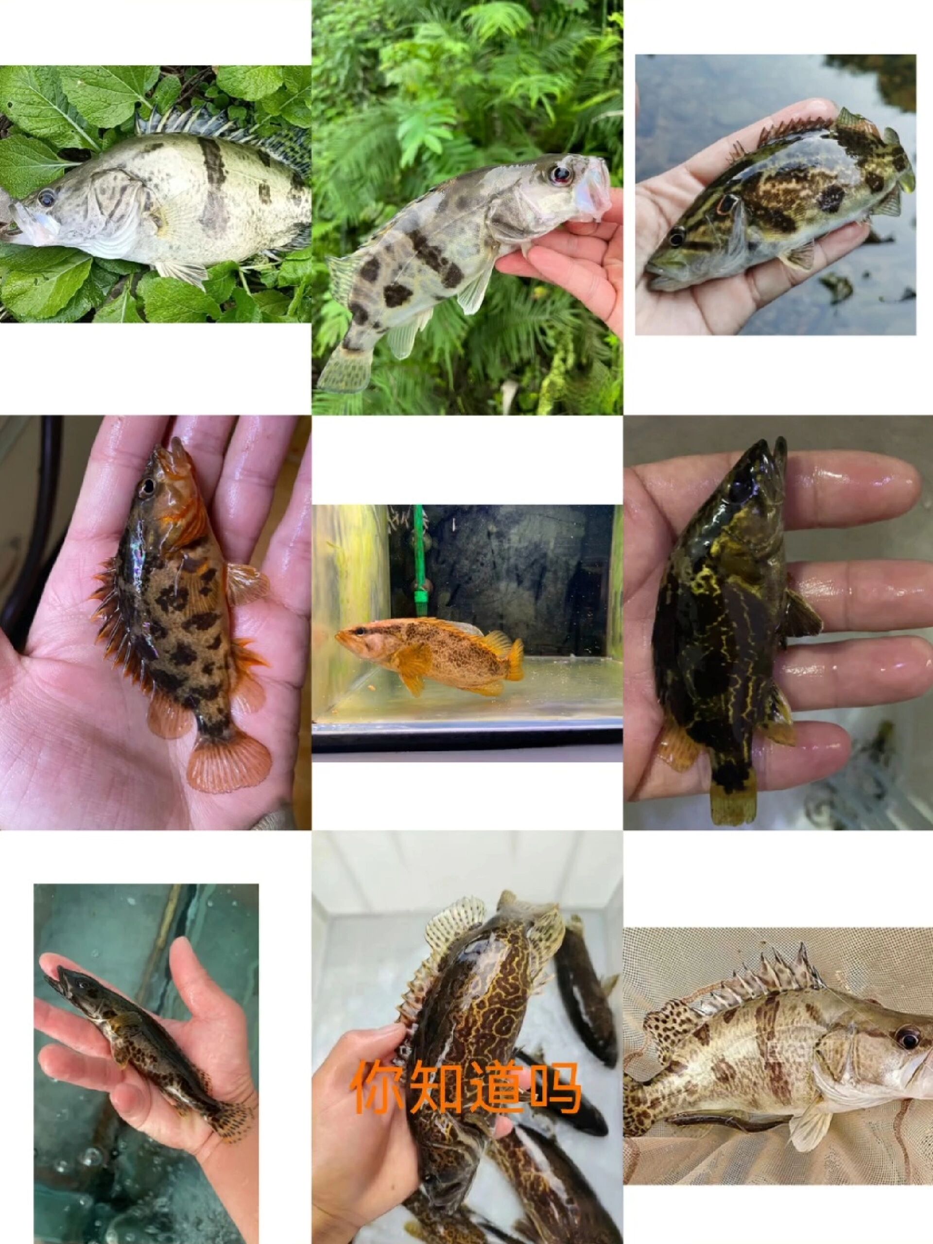 你认识几种鳜鱼
