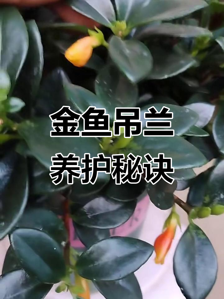 金鱼吊兰养护全攻略:光照、浇水与修剪技巧