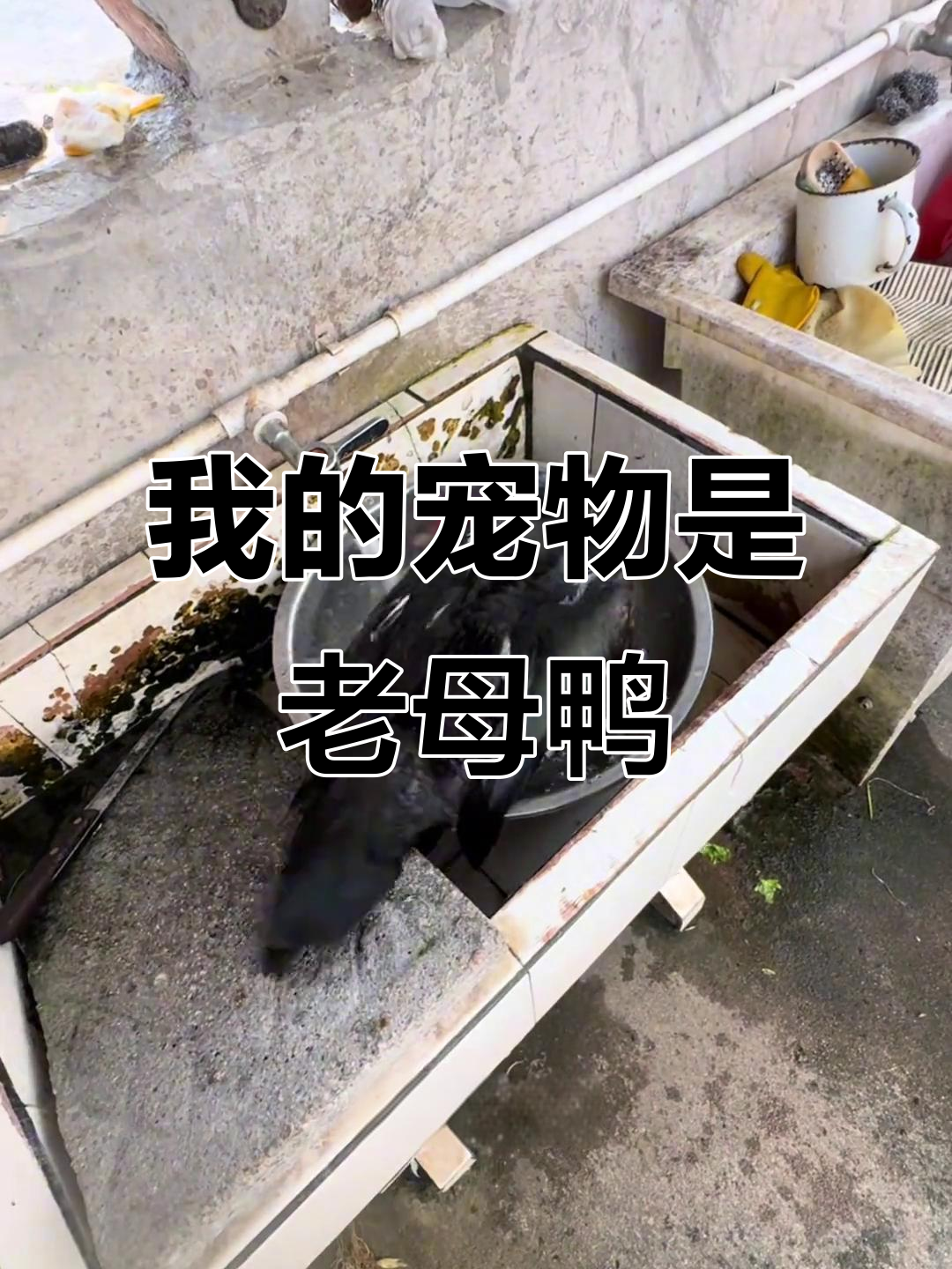 除了我,谁还把鸭子当宠物养?这老母鸭太萌了!