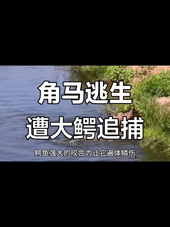 角马险被小鳄鱼偷袭,逃脱大鳄噬食生死时速
