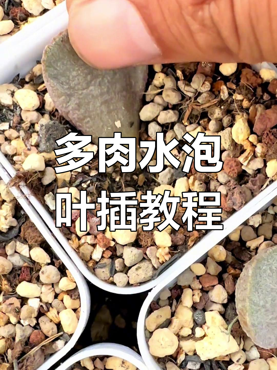 水泡叶插技巧大揭秘,轻松掌握多肉植物繁殖方法