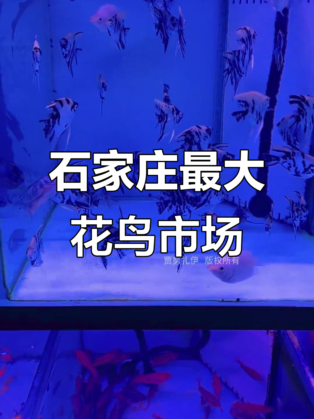 探访石家庄肖家营花鸟鱼虫市场,规模超大!