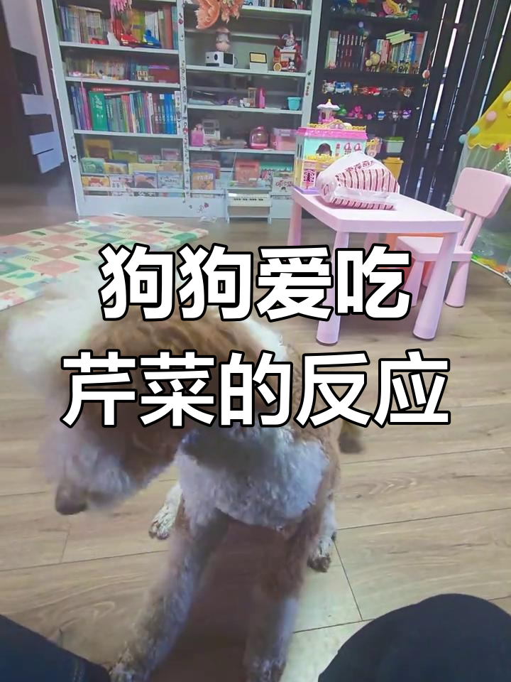狗狗吃芹菜,表情超搞笑!它到底爱不爱?