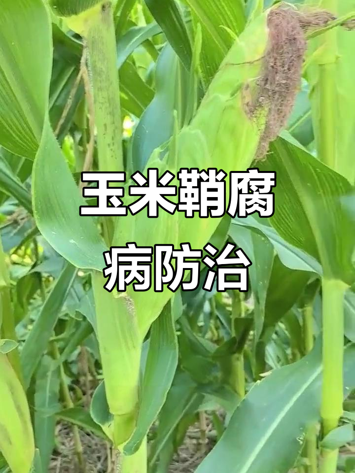 玉米鞘腐病来袭,灌浆期长斑怎么办?