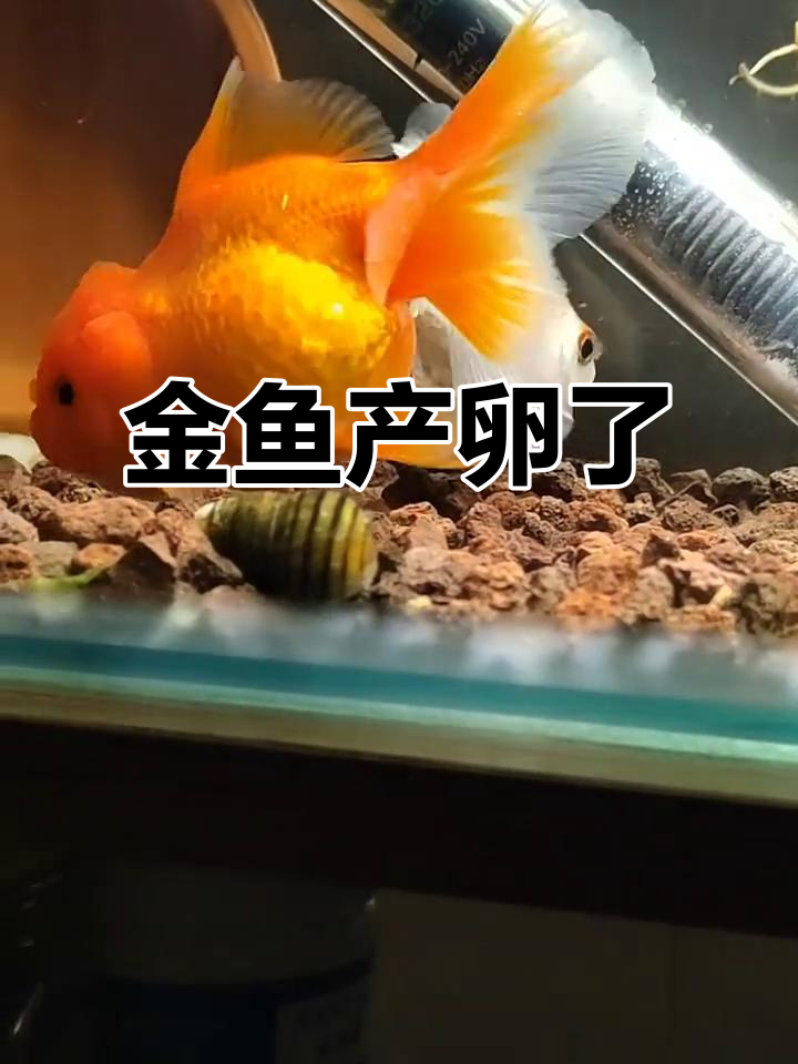 狮子头金鱼突然产卵,满缸都是小生命