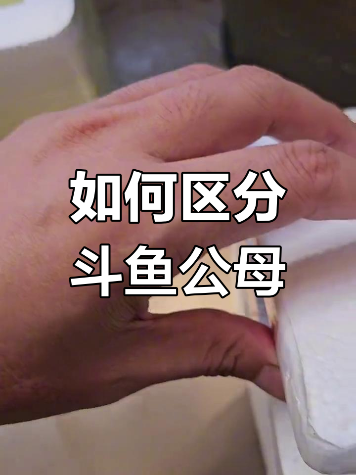 斗鱼公母分辨技巧,蓝蛇与黄金配对实验