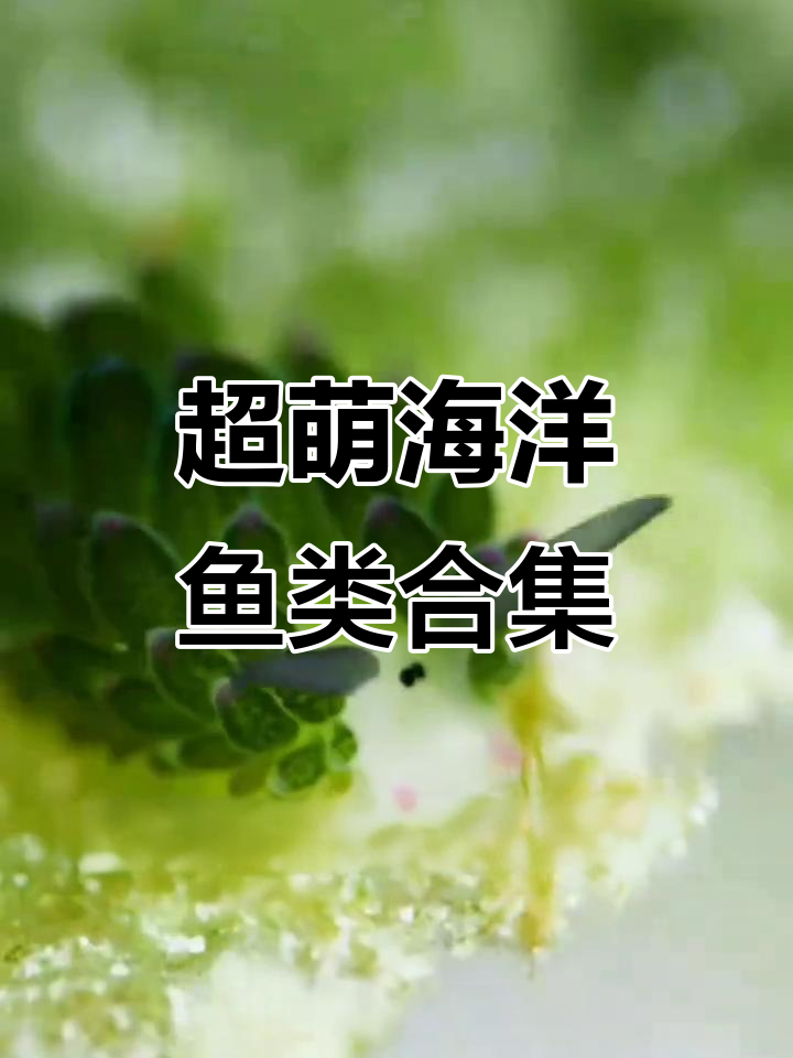 海洋萌物大赏：天青色瞪眼鱼、五彩青蛙鱼等超可爱生物